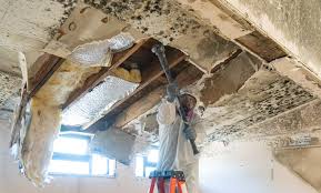 Mold Remediation for Rental Properties in Lexington, TN